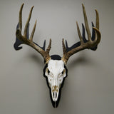 Whitetail Front with Skull